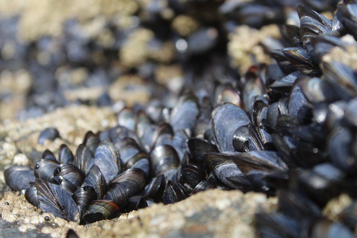 À quoi ressembleront les futures interfaces entre neurones et circuits électroniques? Pour une équipe de l’Université McGill, la réponse viendra peut-être d’une moule! #Partenariat @CIC_ChemInst quebecscience.qc.ca/partenariat/mo…