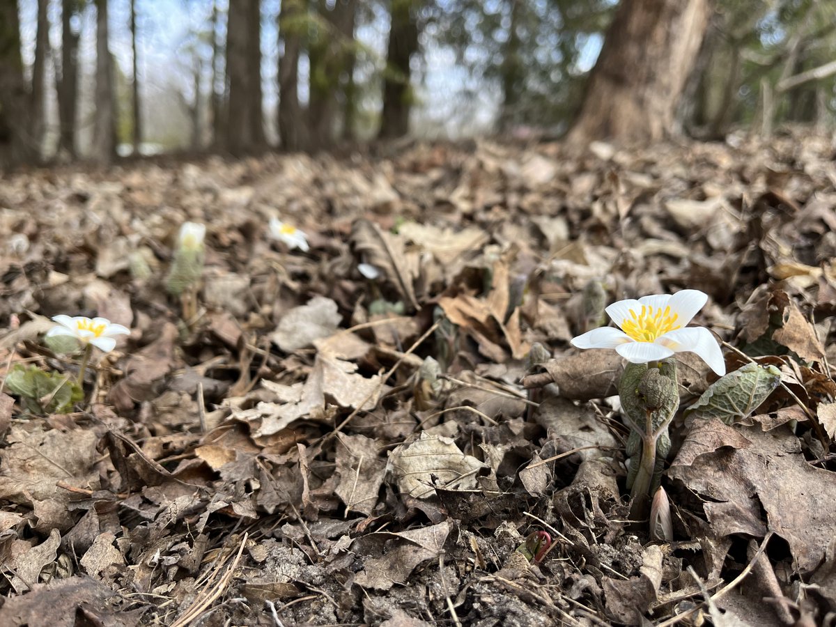 The Bloodroot flowers are now in bloom here at the Arboretum!

#UoGArboretum #ArboretumGuelph #GuelphArboretum #UofG #Guelph #Spring #Flowers #LivingLab