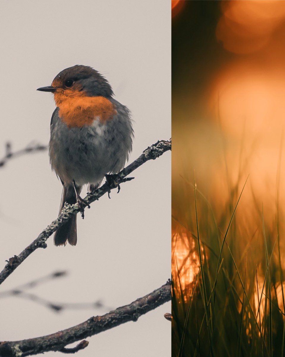 In studying photography, one of my deepest curiosities is related to diptychs: Two pictures, one powerful story. A journey of visual contrast and complement, inviting viewers into a dialogue of images. In today's work, I was looking for the color orange in my photo library