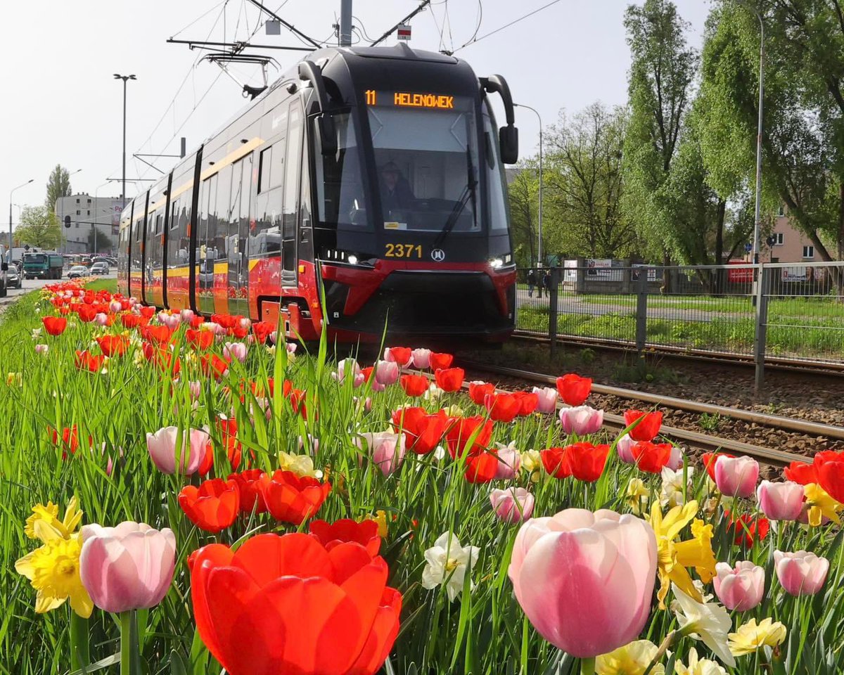 Morze tulipanów zalało ulice Zgierską 🌷