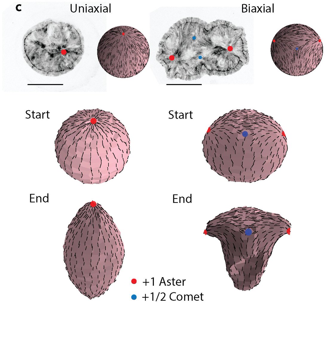 Roux Lab (@rouxlab) on Twitter photo This shows that actin defects are essential for head morphogenesis. Simulations by <a href="/PearceDJG/">Daniel Pearce</a> and Karsten Kruse show that the defects organise the actin stresses to shape the Hydra tissue into a head and a foot... or two heads and a foot.
biorxiv.org/cgi/content/sh… This shows that actin defects are essential for head morphogenesis. Simulations by <a href="/PearceDJG/">Daniel Pearce</a> and Karsten Kruse show that the defects organise the actin stresses to shape the Hydra tissue into a head and a foot... or two heads and a foot.
biorxiv.org/cgi/content/sh…