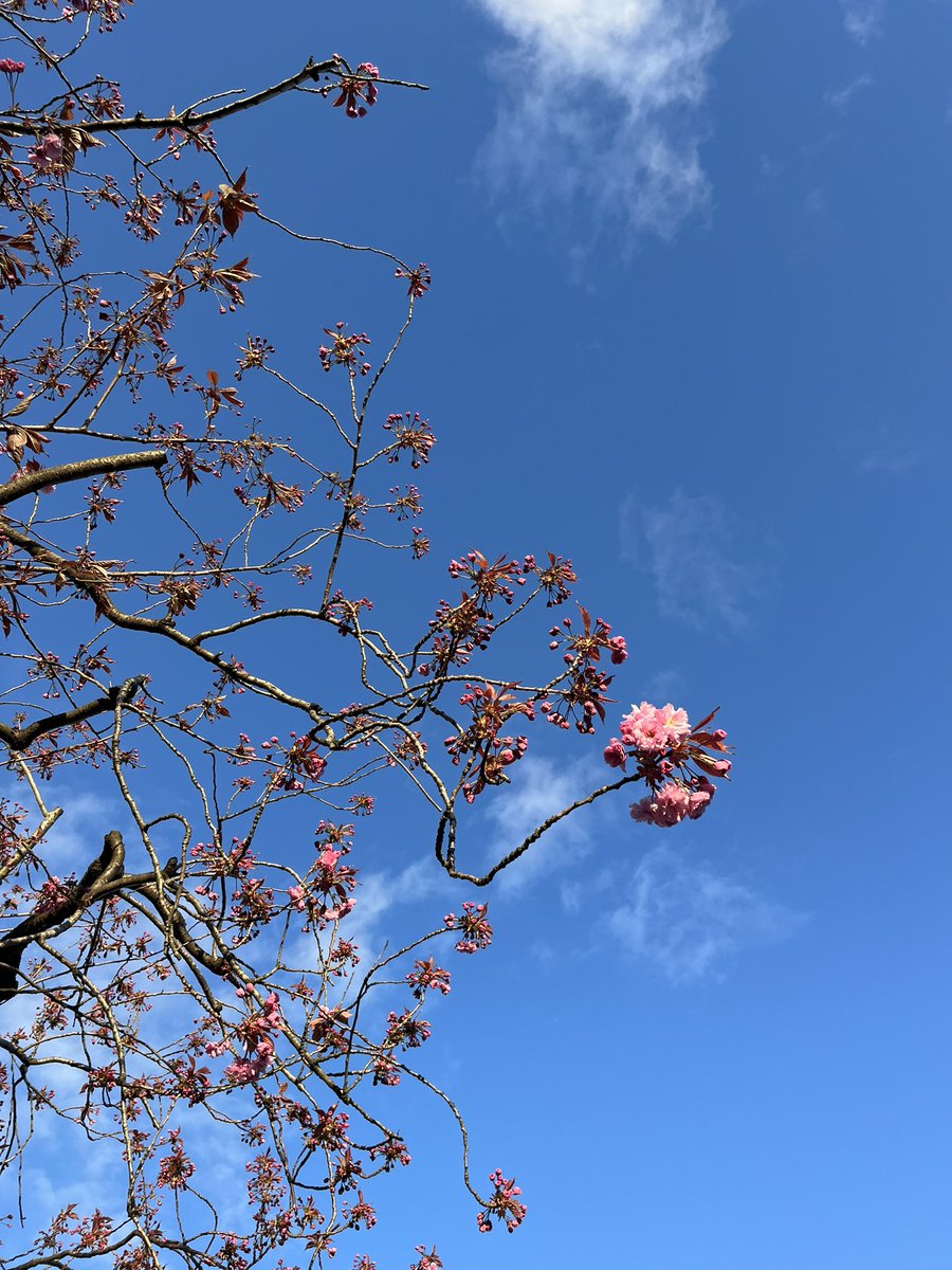 As someone who has complained a lot about the rain, delighted to see sunshine and blue skies this evening 🌸 #april #parklife