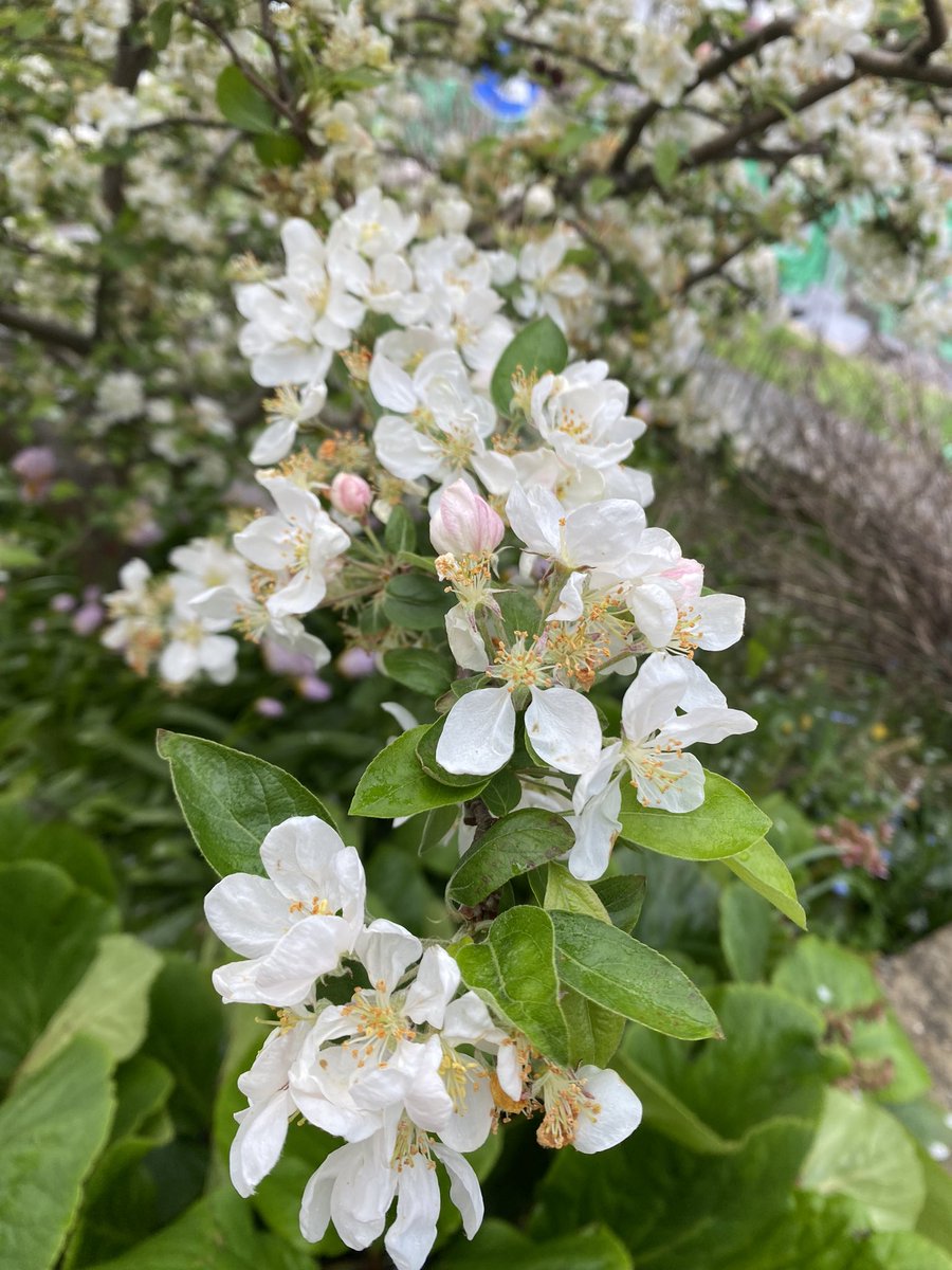 This beautiful apple tree in our garden is in full bloom only for about one week each year - & always on my birthday!