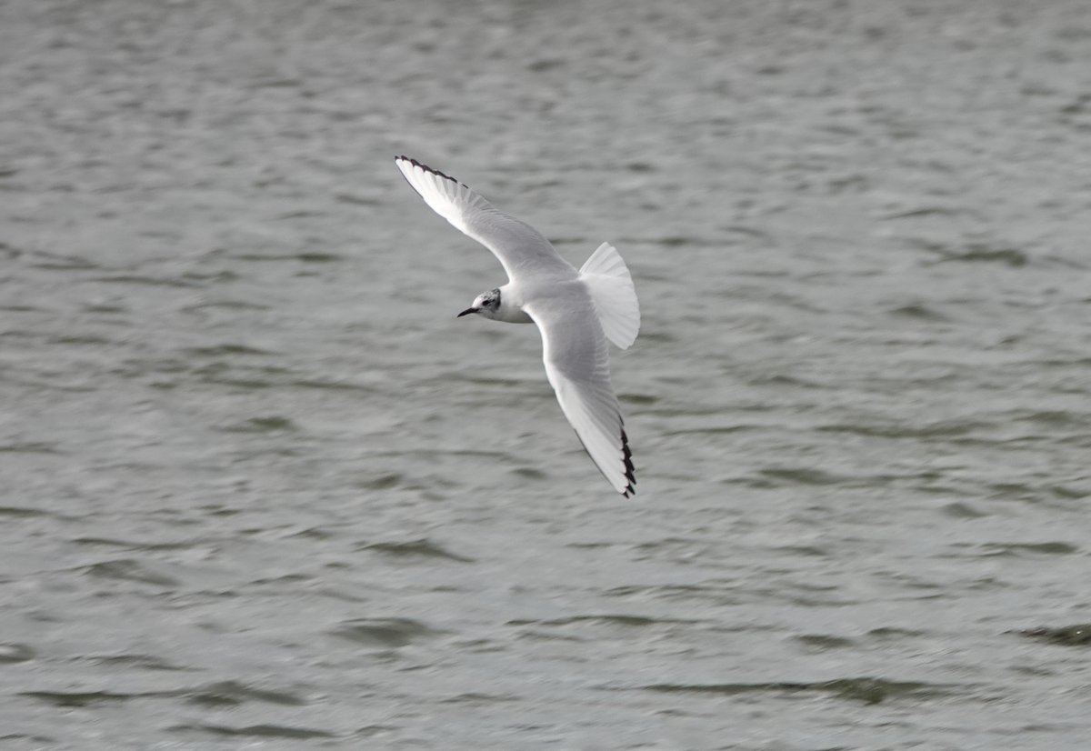 Nice hour after work at SWP to see the Bonaparte and Little Gulls.