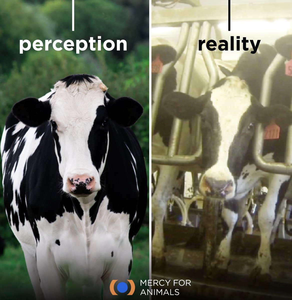 Don't be fooled by the marketing tactics! Learn the truth about the dairy industry: mercyforanimals.org/investigations/