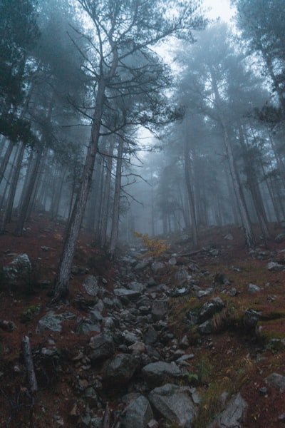 Photo By Gontran Isnard | Unsplash 
 #christmastree #forestschool #iledefrance #rubbleremoval #tree