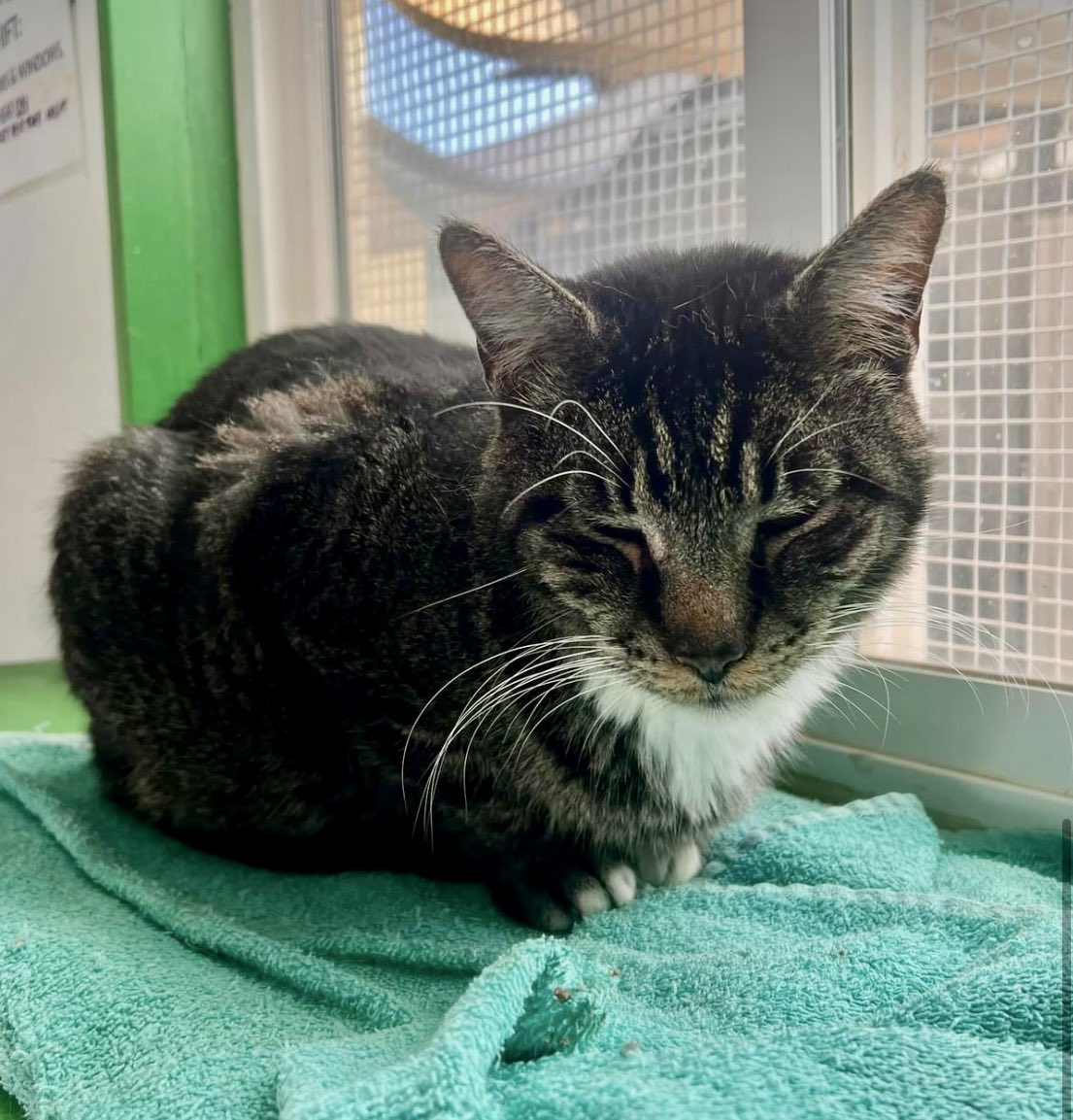 Sanctuary guy Stewie is pretending he is not annoyed by the morning volunteers sweeping the barn floor and disturbing his nap 😹 #CatsOfTwitter #Rescue #StrayCats #FeralCats #TNR #SpayAndNeuter #BeKind