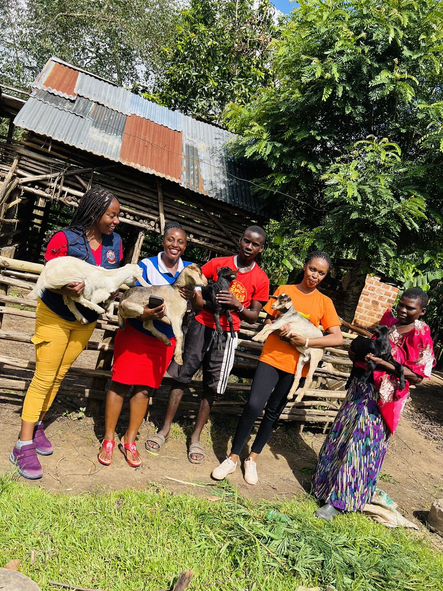 RaisingTeensUg2's tweet photo. Our Livelihood program is making education possible for boys and Girls:
We started supporting Mukisa 5 years ago when he was in Primary 5:
He is now in S.1 and the Goats have been his source of school fees and requirements:
A story of Change with @GirlsFirstFund #GoatProject https://t.co/QGENnaI92c