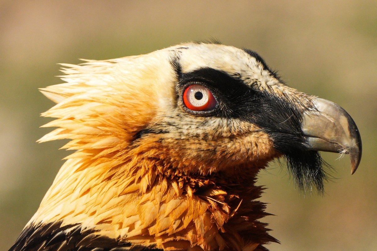 Portrait shot of an adult bearded vulture. #TwitterNaturePhotography #TwitterNatureCommunity #BirdsOfTwitter #birdphotography #birdwatching