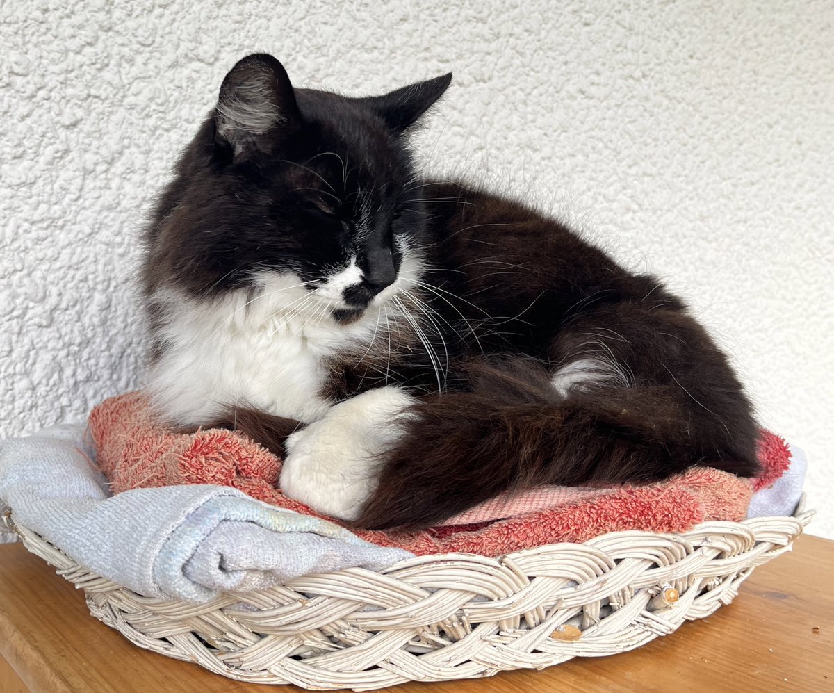 Tora 🐅 tweet media