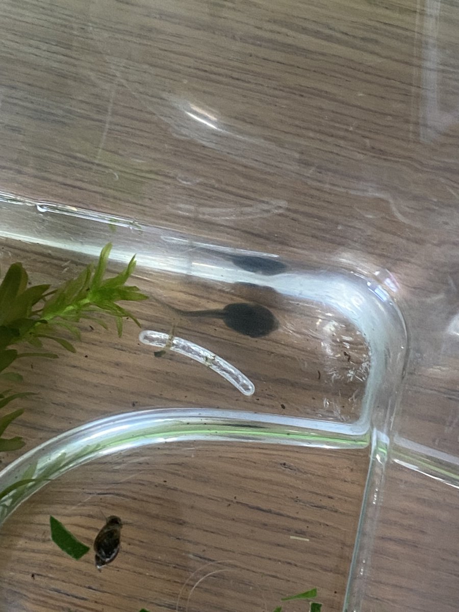 Reception A are learning about life-cycles and new life, so we were very excited to get our very own tadpoles to observe and look after in our classroom. We have enjoyed watching the tadpoles turn into froglets, and can't wait for them to turn into tiny frogs 🐸