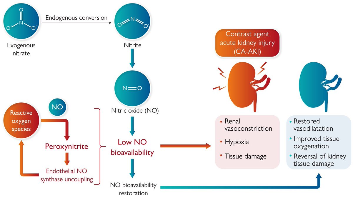 📌Inorganic nitrate: a game changer in preventing contrast-associated acute kidney injury

#CardioTwitter #CardioEd #CAAKI