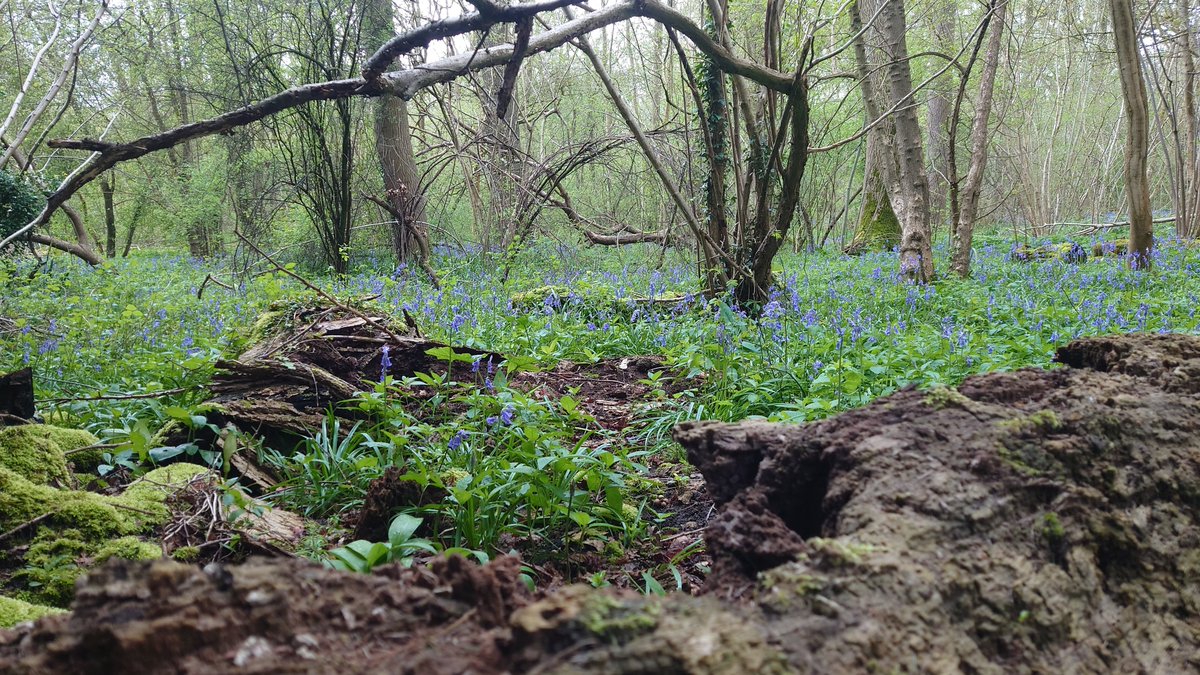 Within the heart of Peterborough, another unexpected treasure remained hidden until today - Thorpe Wood @wildlifebcn