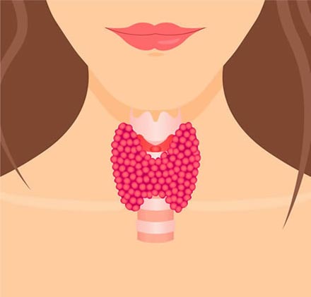 Thyroid's True Purpose medicalmedium.com/blog/thyroids-…