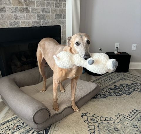 🐅 Please help us welcome Tigger to the GALT family! Tigger is a ten year old former coyote hunter. Watch for him to be adoptable as soon as we get to know him in a foster home and address any medical needs.  #Greyhounds #NewArrivals