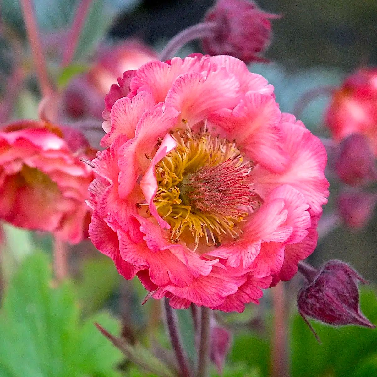 Middleton Nurseries tweet media