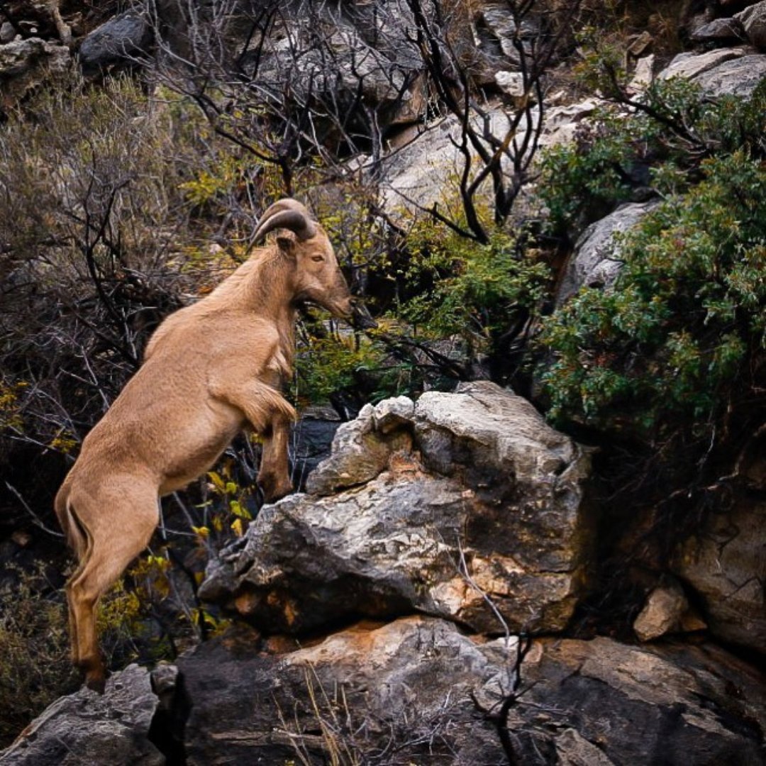 Photographer 📸 @bobsey3 on Instagram - 'Surprise sighting of a huge herd of Barbary sheep near entrance to CCNP. These North African natives were imported to a #NewMexico ranch in 1941 and later either escaped or were released into the wild.' #nature #wildlife #photography