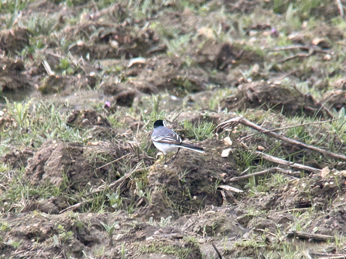 Despite the wind at Stanborough GPs this evening some good birds - a distant Curlew in the big field & growing numbers of hirundines, Yellow & Pied Wagtails with a few White Wags too. @Hertsbirds #hertsbirds
