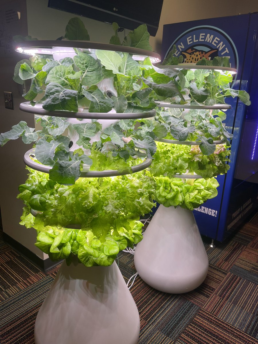 Brandi Hazelwood (@lnprincipalhcsd) on Twitter photo Wow! 🌱 are BOOMING <a href="/Hamilton_LN/">Linden Elementary</a> ! We returned from spring break with our vegetables looking amazing in our hydroponic towers! Wow! 🌱 are BOOMING <a href="/Hamilton_LN/">Linden Elementary</a> ! We returned from spring break with our vegetables looking amazing in our hydroponic towers!