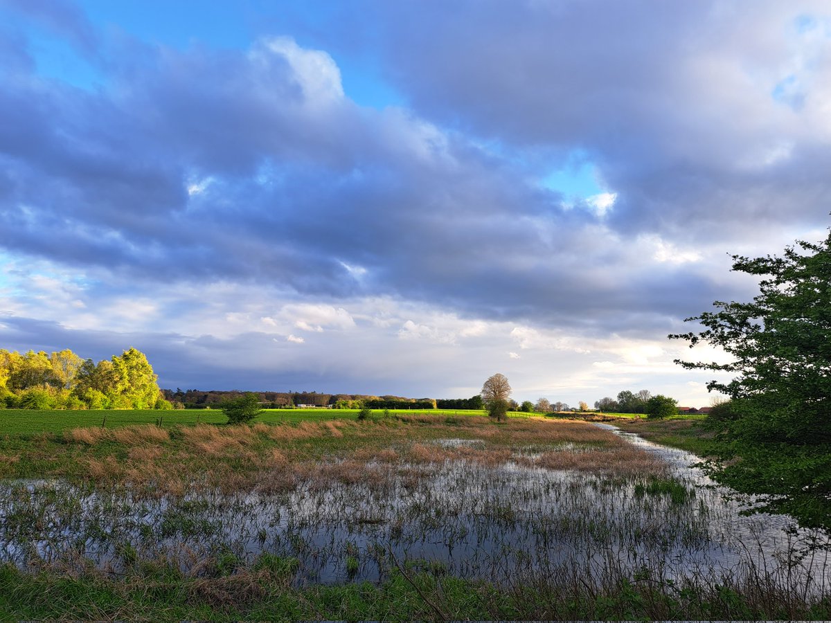 Moeras in de Wilpse klei!
Met plannen om dit nog robuuster te maken. #natura2000