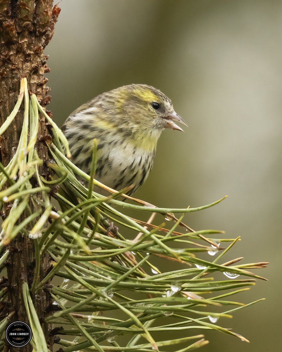 📸🌧️ Capturing Beauty in the Rain 🌧️📸I had the most enchanting experience during my last photography adventure at Clough Head with my trusty Nikon. Despite the rain pouring down, I managed to capture some truly mesmerizing shots of a female Siskin.