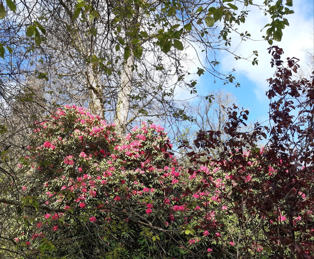 A lovely splash of colour for Day100 of #100daysofwalking #round4crew, well done to all the walkers, thanks for great support along the way and plenty of beautiful and inspiring images. Onwards onto #200daysofwalking