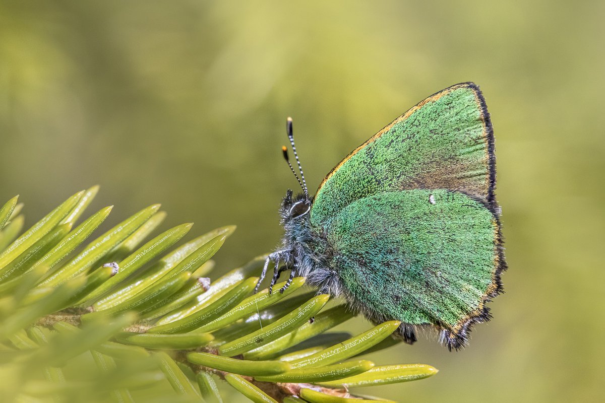 karits.eu/index.php/2024…
#GreenHairstreak #CallophrysRubi #ButterflyPhotography #InsectPhotography #NatureLovers #ButterflyWatching #ButterfliesOfInstagram #Wildlife #NaturePhotography #NaturePhoto #ButterflyLife #Entomology #ButterflyWatchers #ButterflySofig #InstaInsects