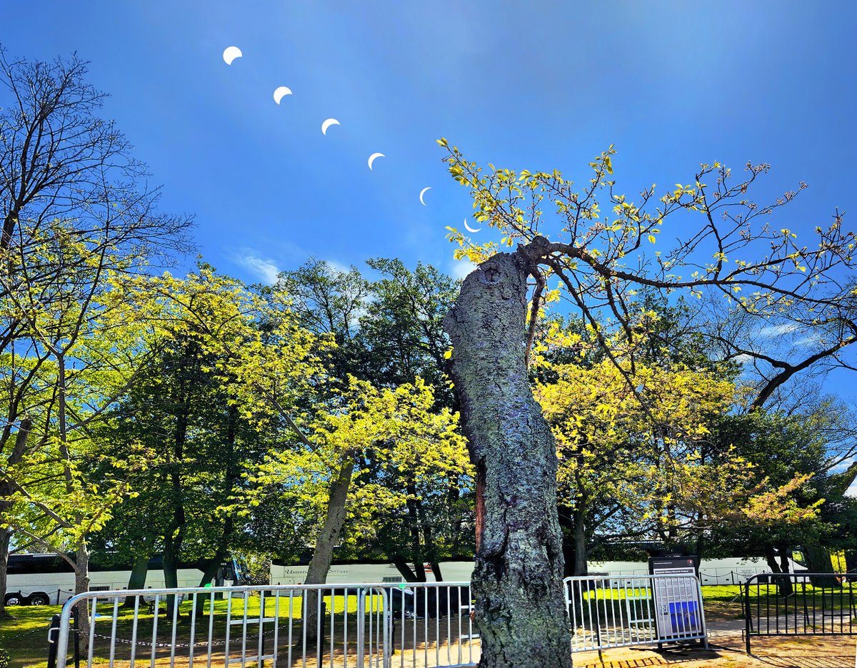 Stumpy's eclipse sequence.  The sun photos span from 2:26 to 3:26, and I shot Stumpy at 2:01.

The sun photos were shot on the Mall with a solar filter. My biggest challenge was removing the tourists and the bright sun from the initial Stumpy photo. <a href="/capitalweather/">Capital Weather Gang</a>