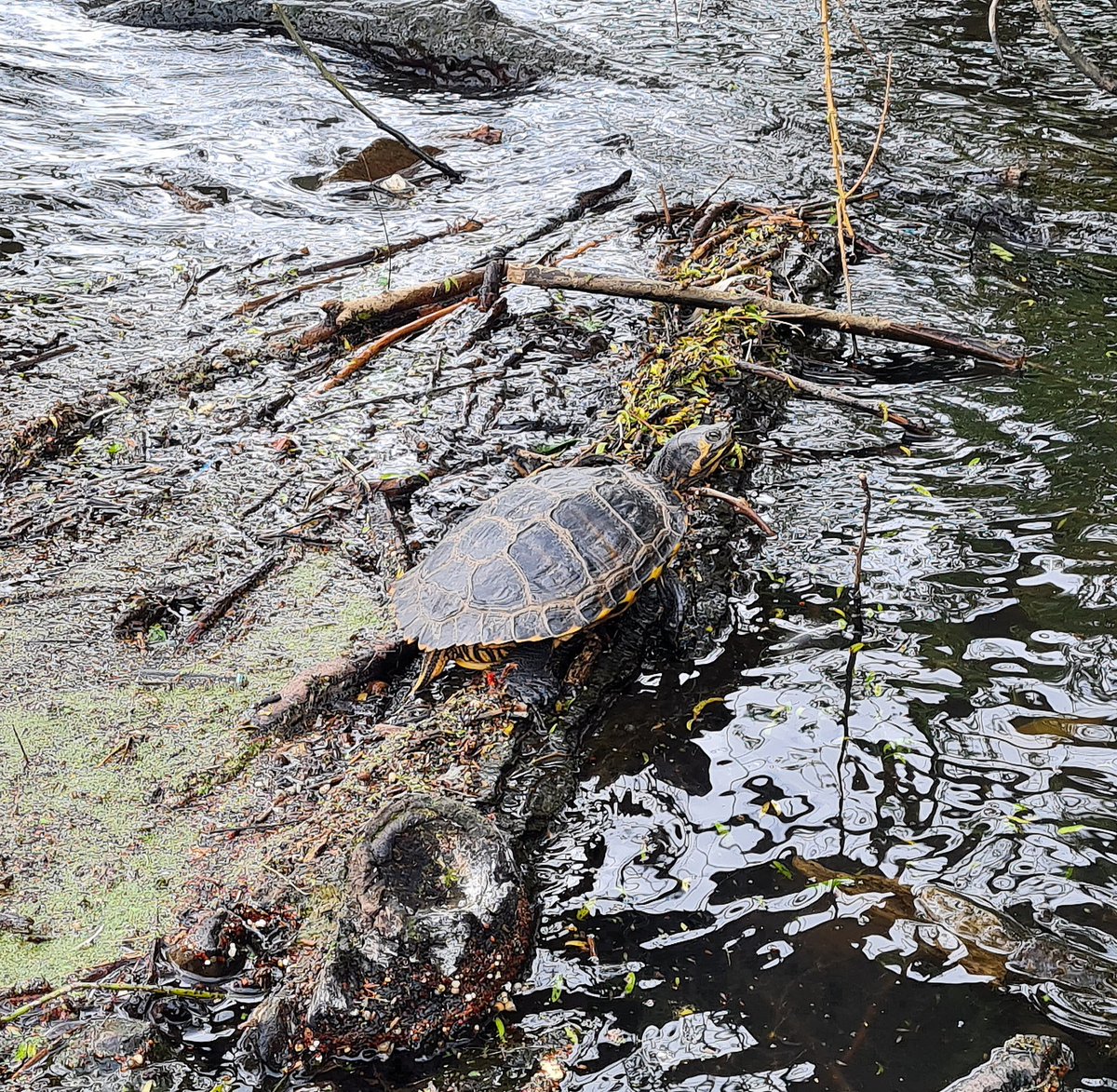 One of Roath Park Lake's terrapins catching some rays. I think this might be Donatello. #Cardiff #WildCardiffHour