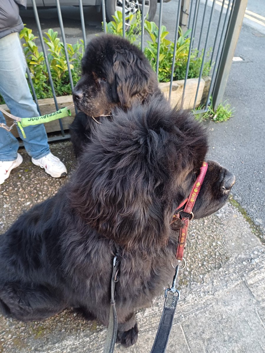 burrowingbolt's tweet image. Not sure how people know that The Hubby has been to the local chippy for his dinner, it's an enigma 🤔😉🤣 #chippytea #chippy #dogs #dogsofx #dogsoftwitter #newfoundland #nosneakingaround #obvious #bigdogs #gentlegiant