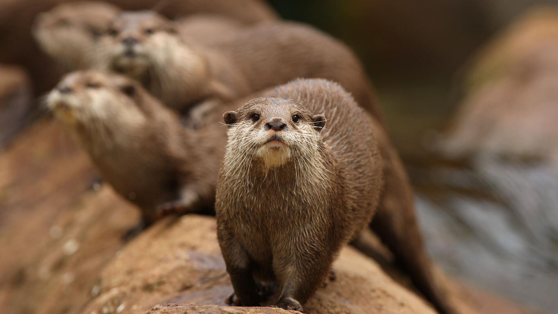 Tranquil Safari on X: "The African clawless otter, also known as the Cape clawless otter or groot otter, is the second-largest freshwater otter species. https://t.co/VR1AUYxu71 #attractions #africanclawlessotter https://t.co/aW6IFo2aLL" / X