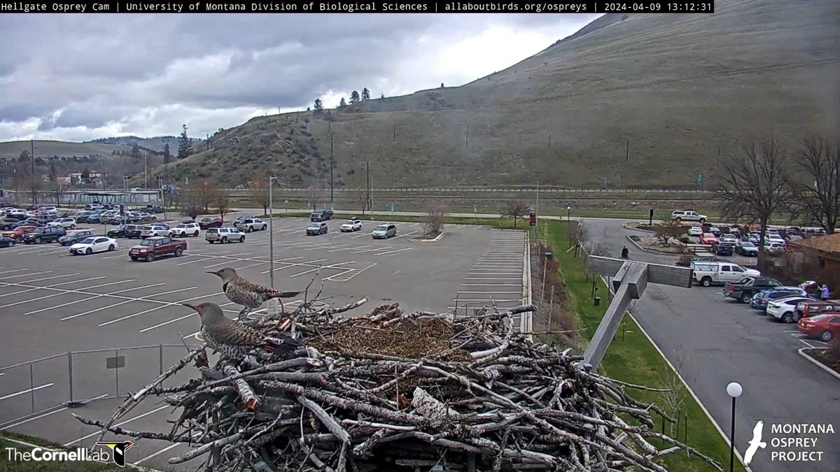 13:12, 4/9    Pair of Northern Flickers stop by the nest.....Iris, are you watching?!   #HellgteOsprey