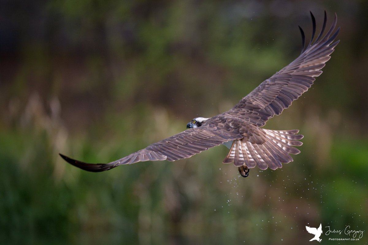 Osprey (T7) flying away after an unsuccessful dive at River Gwash Ospreys in Rutland #SonyAlpha #BirdsSeenIn2024 #thebritishwildlife #TwitterNatureCommunity @Natures_Voice