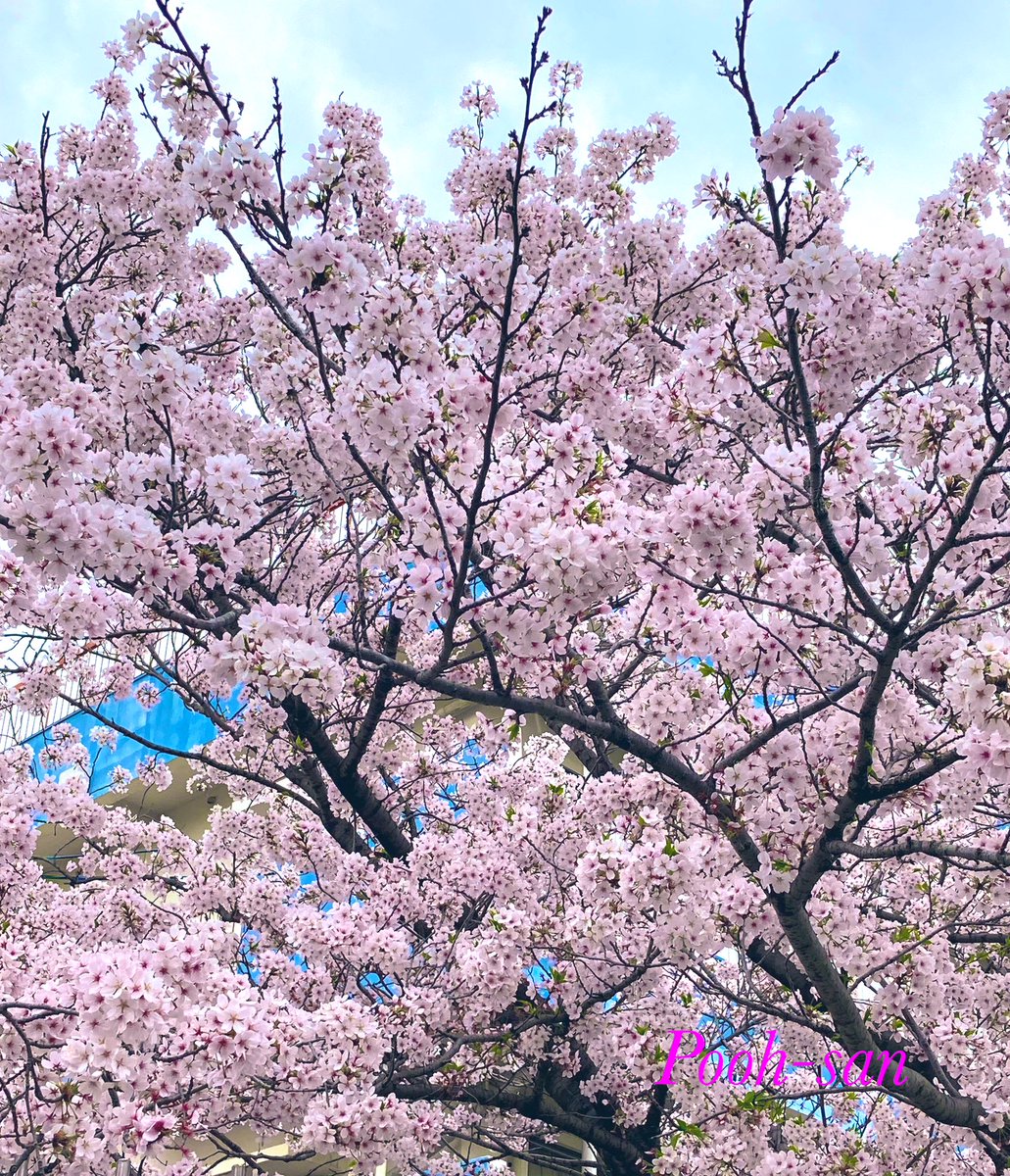 皆様　おはようございます　ʕ•̫͡•ʕ•̫͡•ʔ•̫͡•ʔ 🌸咲くもよし　散るもよし野の山桜 　　　　　花のこころは知る人ぞ知る🌸 　　　　　　　　　-•- 東郷平八郎　-•- 心に響く言葉ですね 満開の桜・舞い散る桜・水面の花筏と 桜は楽しませてくれますね🌸…
