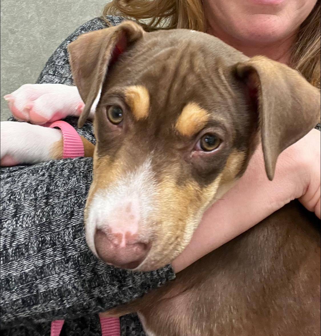 🤩Available NOW! 🤩
Princess Ariel is ready to find her forever home! She is a ton of fun, gets along great with other dogs and kids. She is 18 weeks, fully vaccinated & started leash training
#adoptdontshop #puppies #ittakesavillage #greatersacramento #rehomehour #dogs