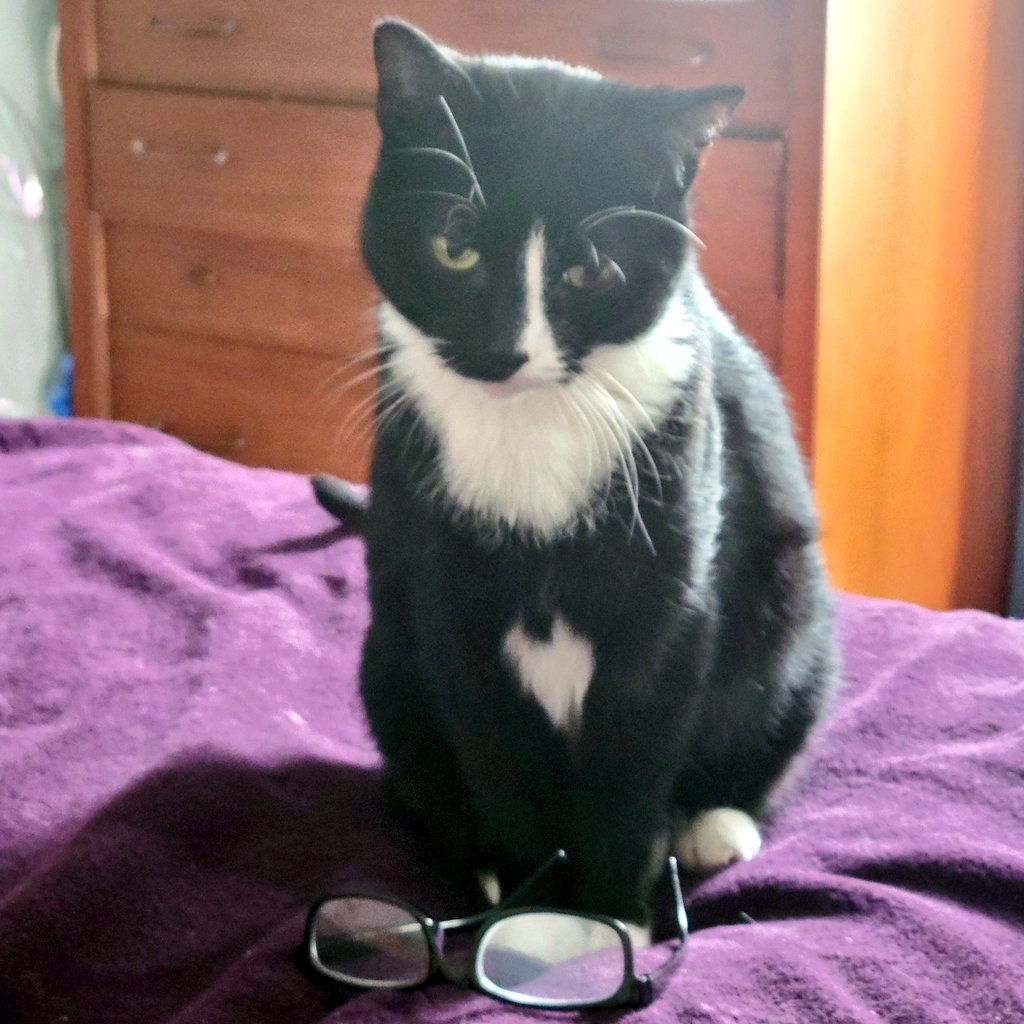 Uh oh, Phantom has his reading glasses ready. No telling what he'll be up to while I'm at work...