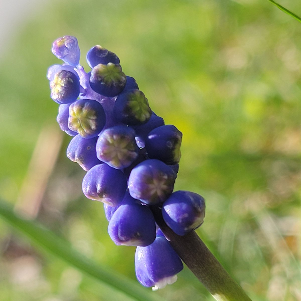 First one of the year in my yard!