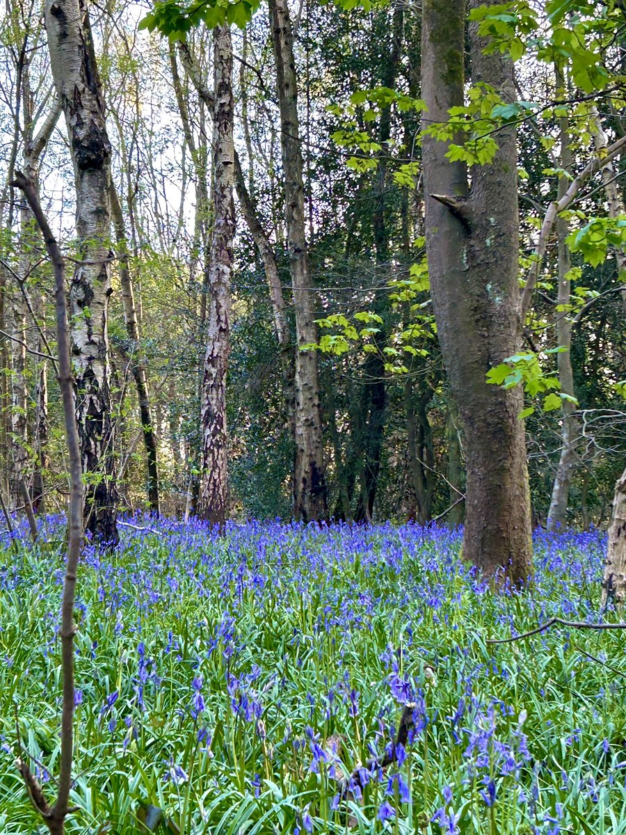 After a day of rain, rain and more rain it was a lovely sunny evening so a perfect excuse to go and see how the bluebells are doing. A good stomp through the woods and an array of beautiful flowers is good for the soul 🪻💜 #grief