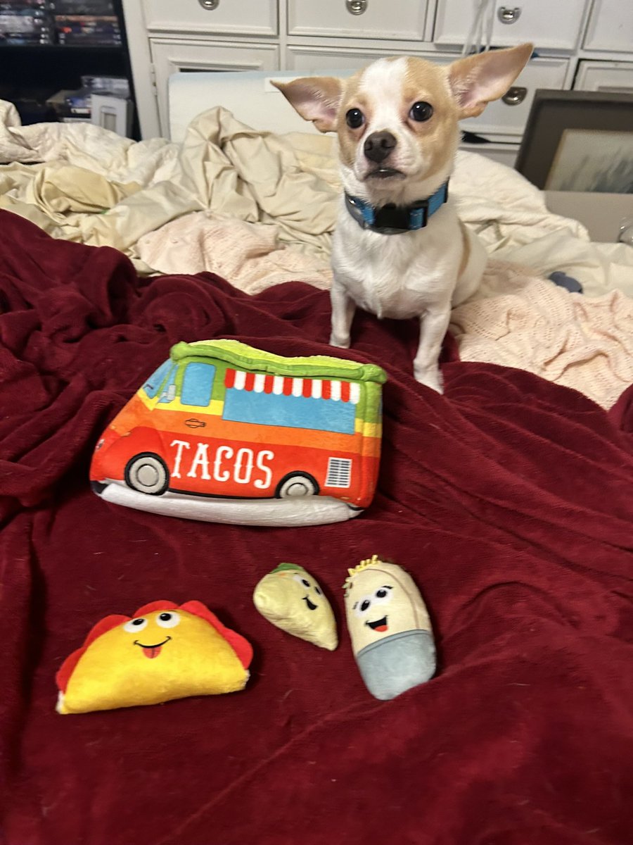 Happy taco Tuesday. Stevie is celebrating by allowing you to see his truck, taco, burrito and nacho.