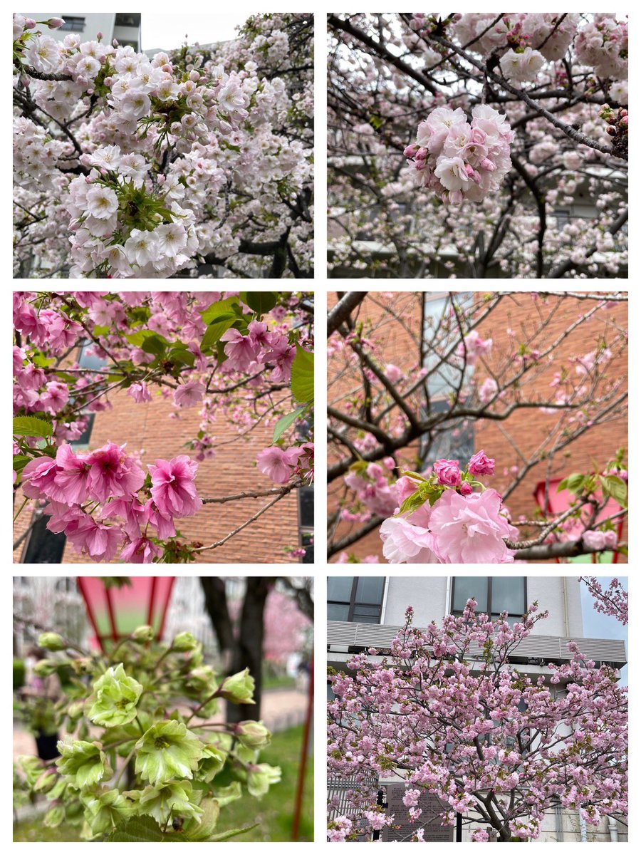 4/9. 大阪市北区天満 🌸造幣局　桜の通り抜け🌸 2024 Cherry Blossom Viewing in Osaka. 141品種　340本✨ 今年の花『大手毬』🌸 ⑤⑥ 花は中輪の淡紅色 多数の花が枝の先に密生して 咲いていました♪