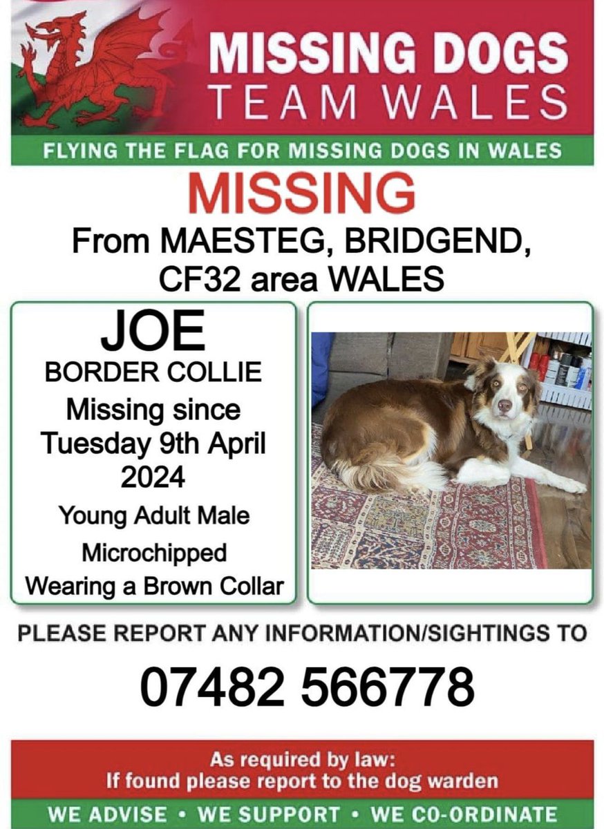 missingdogwales's tweet photo. โโJOE, Missing From #MAESTEG, #BRIDGEND, #CF32 area #WALESโ
โSince TUESDAY 9th APRIL 2024.
โPLEASE LOOK OUT FOR JOE AND CALL NUMBER WITH ANY SIGHTINGS/INFORMATION โ https://t.co/sKZP2W3mC6