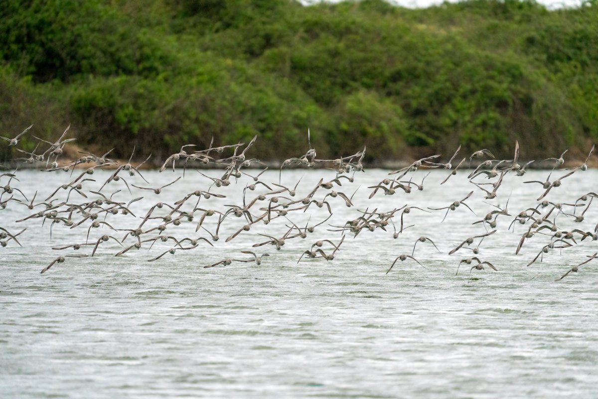 Quit a lot of #knot #birds #birdwatching #nature #birdphotography #wildlife #naturephotography #wildlifephotography #birding #best #birdlovers #photography #captures #naturelovers #birdlife #bestbirdshots #wexmondays