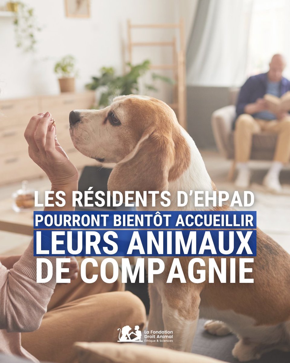 ✅ Bonne nouvelle pour les animaux de compagnie et les personnes âgées ! 🗳️ Une loi imposant aux Ephad de définir les conditions d’accueil des animaux domestiques de leurs résidents a été définitivement adoptée il y a quelques jours. Les modalités pratiques et les espèces…