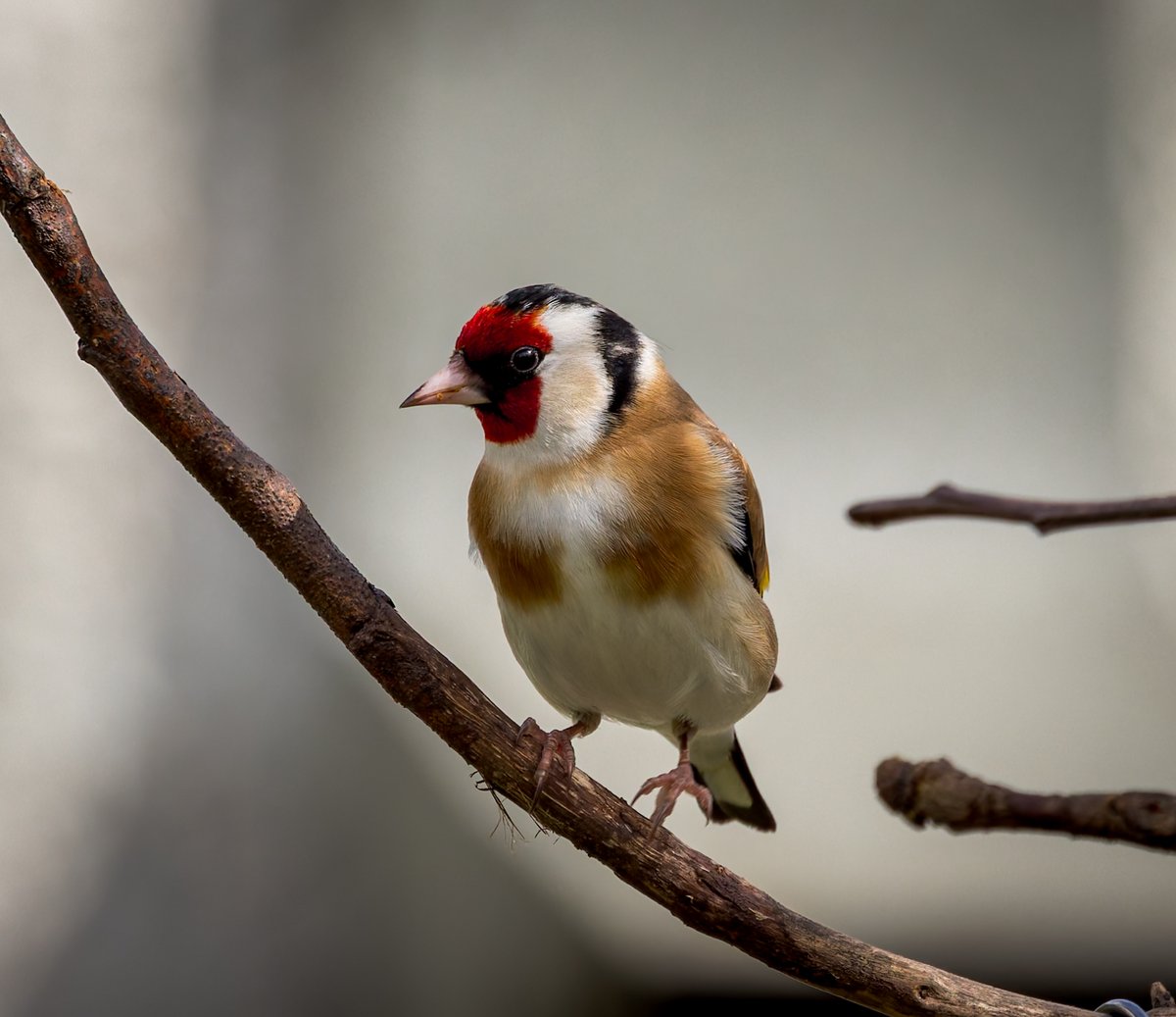 As I've not been out & about lately, these will all be from the garden this week for #WildCardiffHour ~ took more than a year to finally entice Goldfinches to the feeders and they are now daily visitors #TwitterNatureCommunity #TwitterNaturePhotography #BirdsOfTwitter