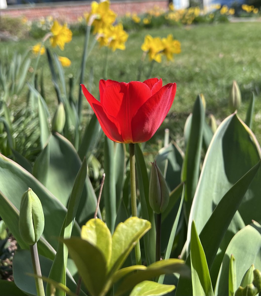 Tulip time!