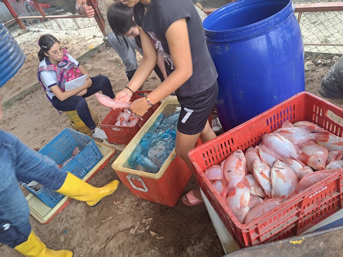 @CruzRojaArauca realiza la segunda fase de la Iniciativa Local Comunitaria: Producción sostenible, Alternativas agrarias: la fungicultura y la acuaponía como modelos para una seguridad alimentaria en el municipio de Saravena. Apoya: @CICR_co #SomosCruzRoja