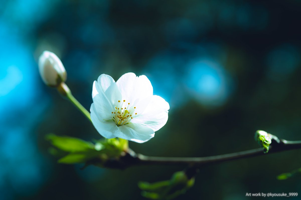 kyousuke_9999's tweet photo. ソメイヨシノ。 #キリトリセカイ #cherryblossoms #サクラ https://t.co/xcEkqvdFaJ