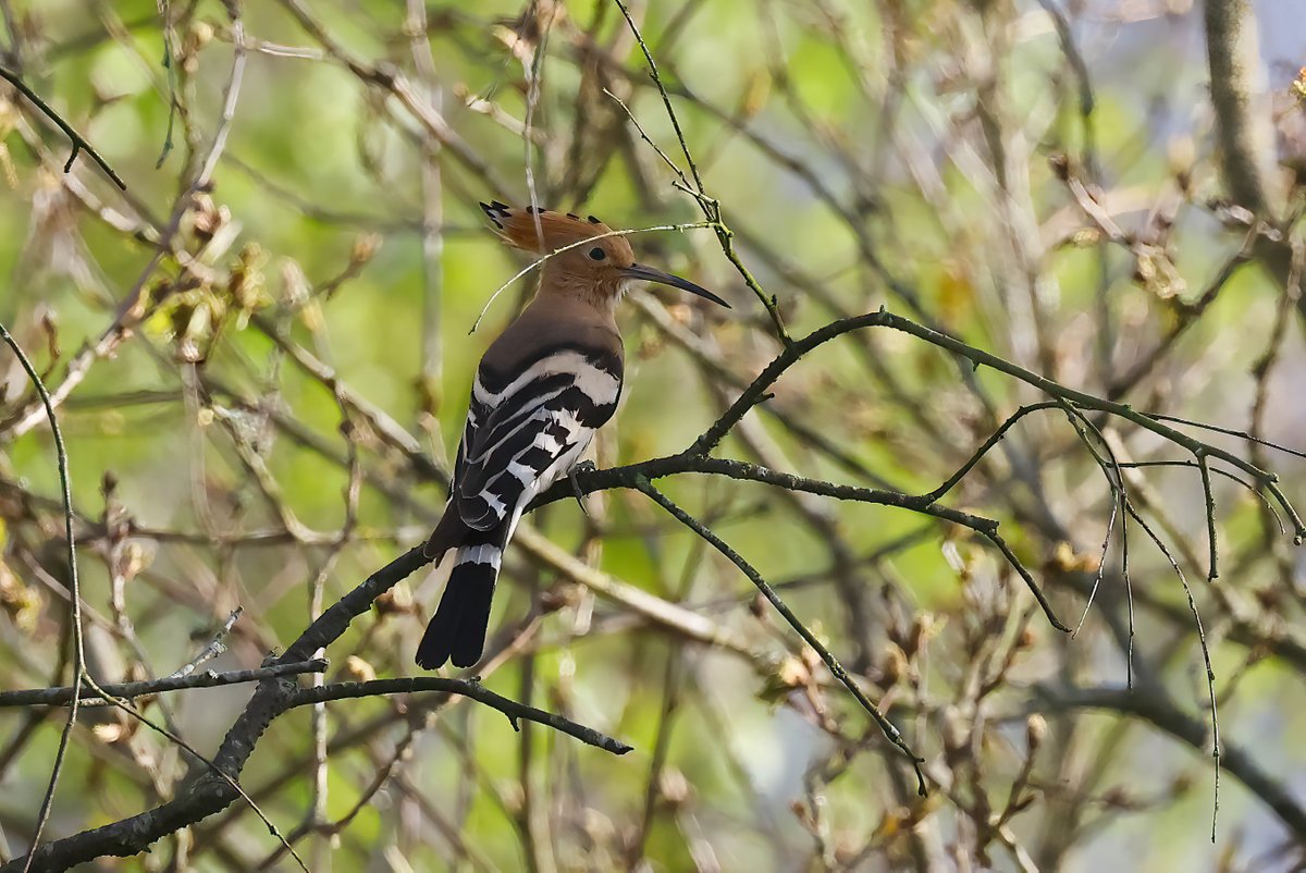 Stopped off at Lakeside CP on the way home for this Hoopoe. It struggled to find peace from dog walkers and people - managed a couple of record shots before it bolted into the allotments for some solitude.