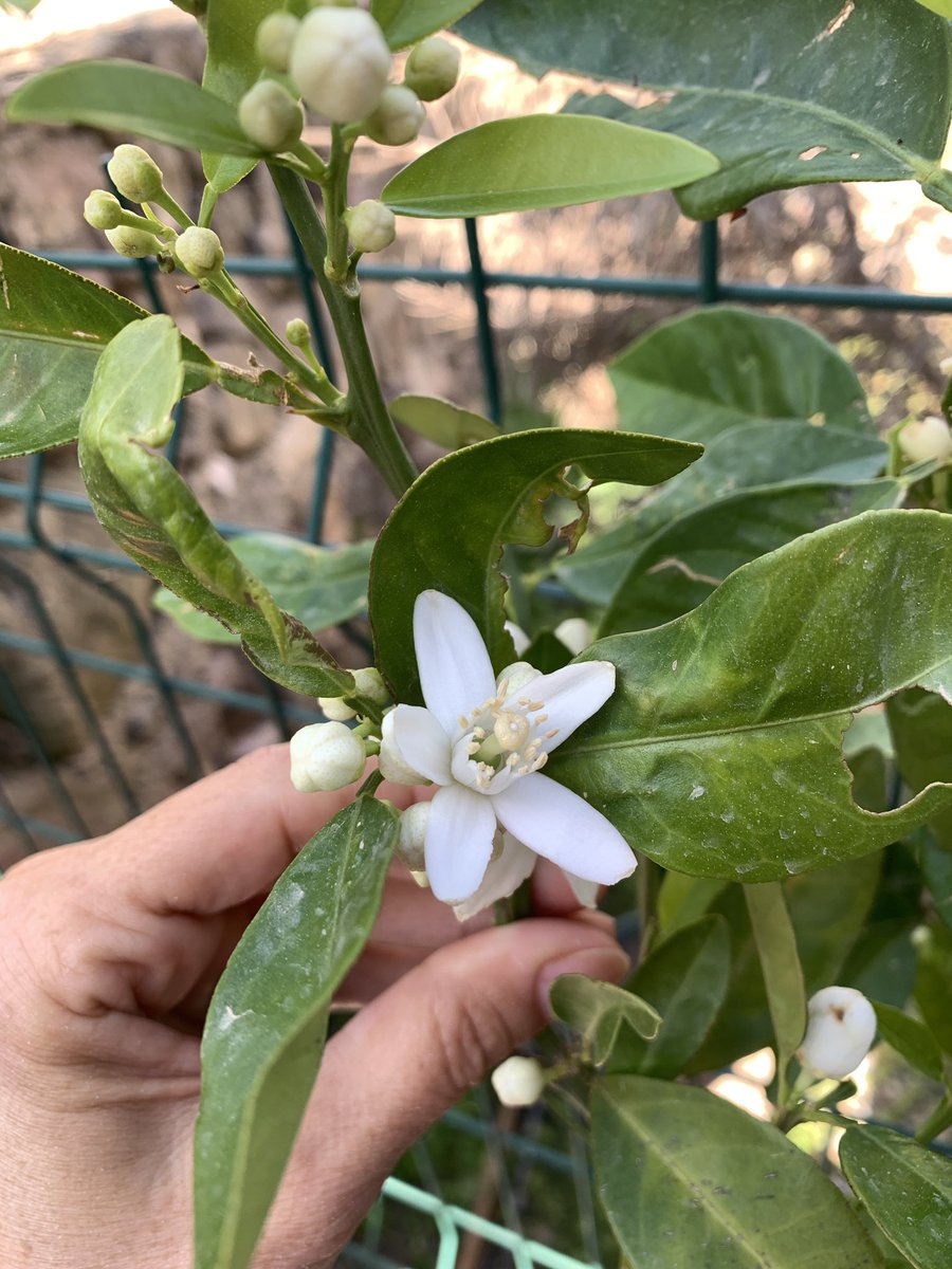 Kokusu parfüm.. limon çiçeği