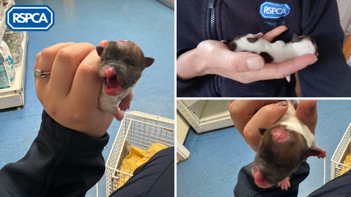 A tiny terrier puppy was found squealing in distress in Burgoyne Road in #Sunbury on 5th April. Due to where she was found and injuries to her head and nose, vets believe she may have been thrown from a moving vehicle 💔 ⁣If you have any info, please call 0300 123 8018⁣.